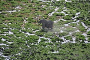 elefante amboseli 