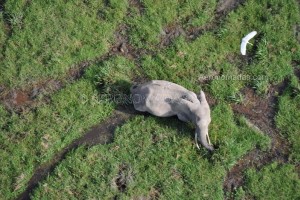 elefante amboseli kenia