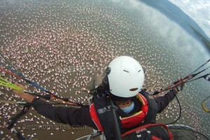 flamingos bogoria lake