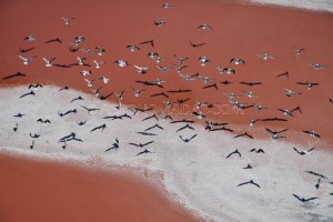 gaviotas sobre salinas