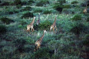 jirafas tsavo est