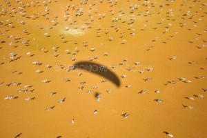 como un pajaro