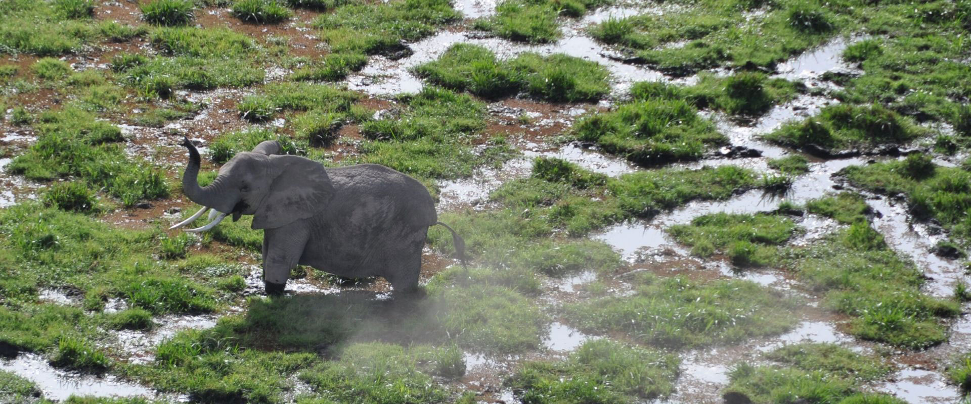 foto aerea de elefante