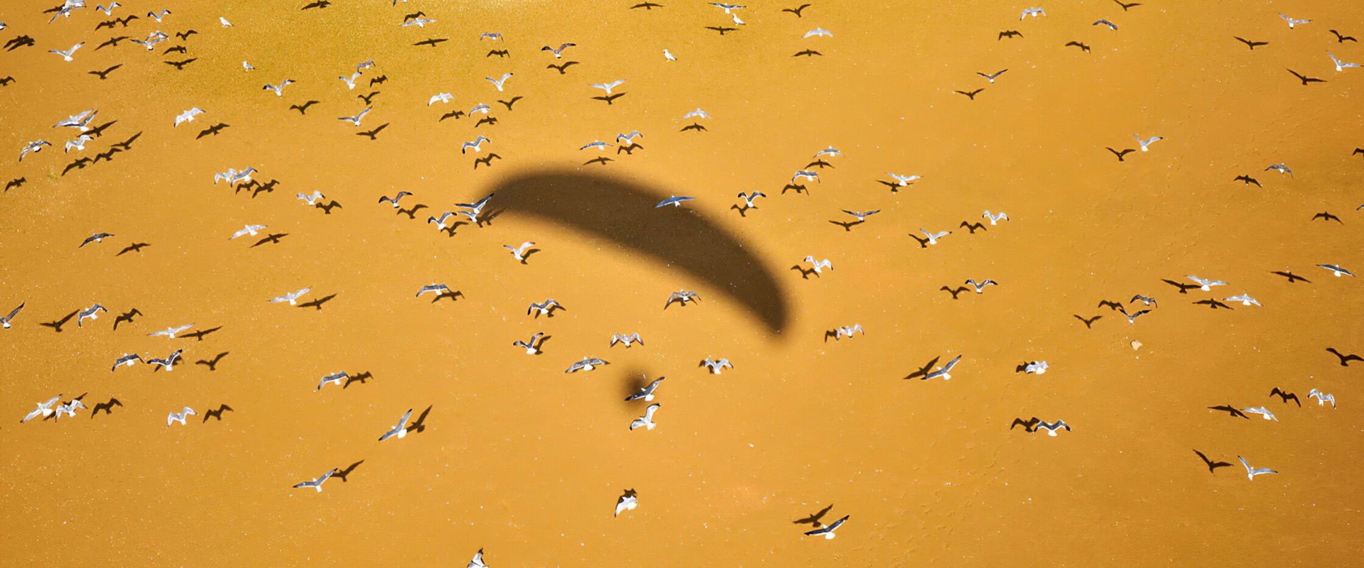 sombra de parapente con gaviotas